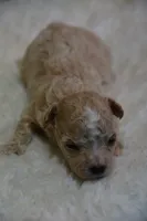 Hugo, a male Maltipoo for sale in Ladysmith, WI – 6 of 10