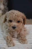 Hershey, a male Maltipoo for sale in Ladysmith, WI – 5 of 8