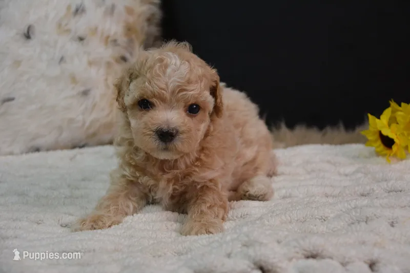 Hugo – Maltipoo puppy for sale in Ladysmith, WI