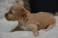 Dusty, a male Maltipoo for sale in Ladysmith, WI – 4 of 6
