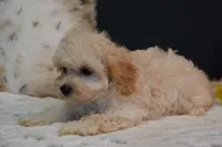 Hudson, a male Maltipoo for sale in Ladysmith, WI – 2 of 10