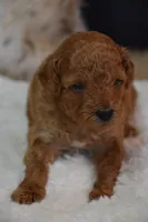 Flint, a male Poodle - Toy  for sale in Ladysmith, WI – 5 of 10