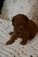 Jax, a female Poodle - Toy  for sale in Ladysmith, WI – 2 of 10