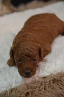 Kallie, a female Poodle - Toy  for sale in Ladysmith, WI – 6 of 8