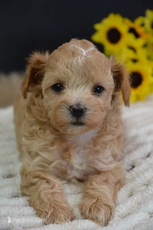 Dusty – Maltipoo puppy for sale in Ladysmith, WI
