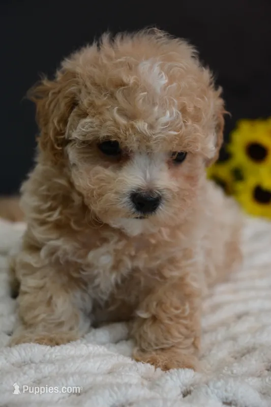 Hugo – Maltipoo puppy for sale in Ladysmith, WI