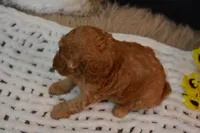Kai, a male Poodle - Toy  for sale in Ladysmith, WI – 3 of 8