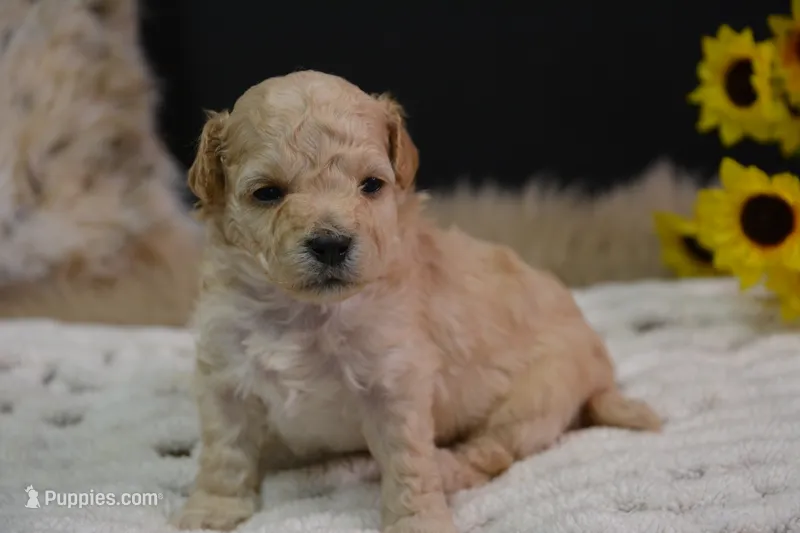 Hunter – Maltipoo puppy for sale in Ladysmith, WI