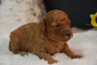 Kai, a male Poodle - Toy  for sale in Ladysmith, WI – 6 of 10