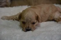 Hunter, a male Maltipoo for sale in Ladysmith, WI – 7 of 8