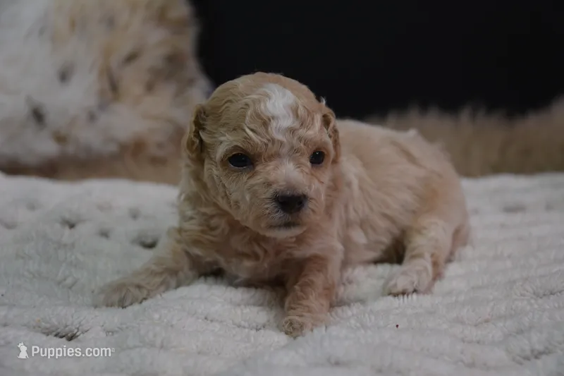 Hugo – Maltipoo puppy for sale in Ladysmith, WI