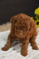Fitz, a male Poodle - Toy  for sale in Ladysmith, WI – 6 of 8