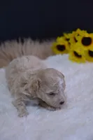 Hugo, a male Maltipoo for sale in Ladysmith, WI – 2 of 10