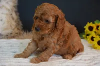 Kai, a male Poodle - Toy  for sale in Ladysmith, WI – 4 of 8