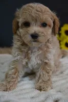 Hershey, a male Maltipoo for sale in Ladysmith, WI – 8 of 8