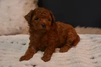Jazzy, a female Poodle - Toy  for sale in Ladysmith, WI – 7 of 7