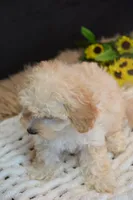 Hudson, a male Maltipoo for sale in Ladysmith, WI – 7 of 10