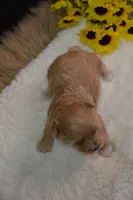 Dozer, a male Maltipoo for sale in Ladysmith, WI – 4 of 9