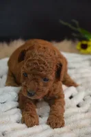 Jax, a female Poodle - Toy  for sale in Ladysmith, WI – 3 of 10