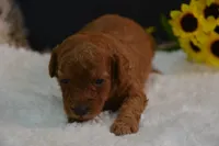 Kai, a male Poodle - Toy  for sale in Ladysmith, WI – 5 of 10
