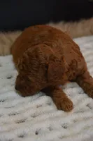 Jax, a female Poodle - Toy  for sale in Ladysmith, WI – 4 of 10