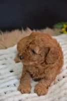 Kai, a male Poodle - Toy  for sale in Ladysmith, WI – 6 of 8