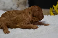 Milo, a male Poodle - Toy  for sale in Ladysmith, WI – Photo 6 of 10