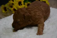 Milo, a male Poodle - Toy  for sale in Ladysmith, WI – Photo 10 of 10