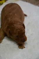 Milo, a male Poodle - Toy  for sale in Ladysmith, WI – Photo 7 of 10