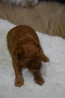 Milo, a male Poodle - Toy  for sale in Ladysmith, WI – Photo 5 of 10