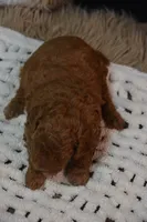 Ivy, a female Poodle - Toy  for sale in Ladysmith, WI – 4 of 10