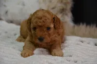 Gipsy, a female Poodle - Toy  for sale in Ladysmith, WI – 3 of 10