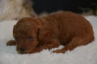 Kiki, a female Poodle - Toy  for sale in Ladysmith, WI – 4 of 9