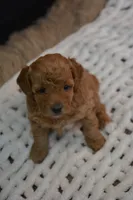 Izzy, a female Poodle - Toy  for sale in Ladysmith, WI – 7 of 10