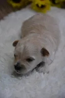 Hudson, a male Maltipoo for sale in Ladysmith, WI – 8 of 10