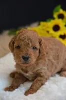 Flint, a male Poodle - Toy  for sale in Ladysmith, WI – 6 of 10