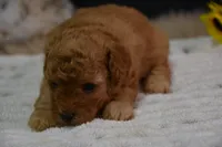 Gipsy, a female Poodle - Toy  for sale in Ladysmith, WI – 2 of 10