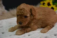 Gipsy, a female Poodle - Toy  for sale in Ladysmith, WI – 5 of 10