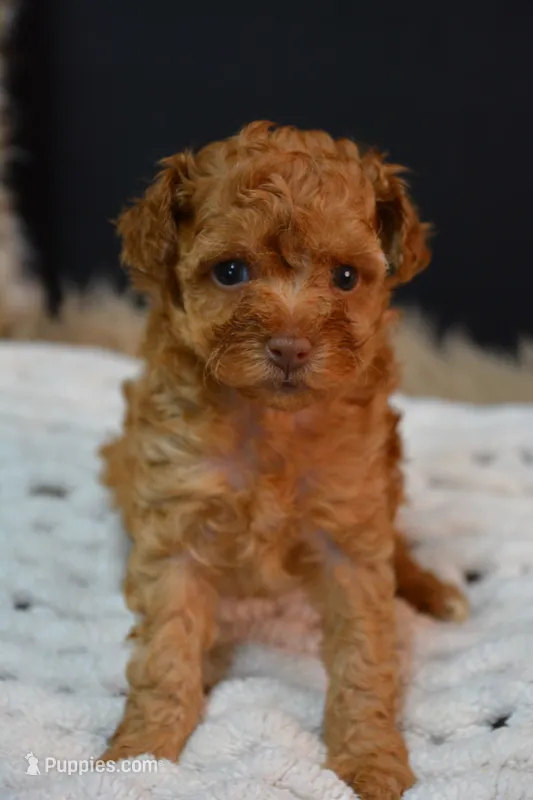 Felix  – Poodle - Toy  puppy for sale in Ladysmith, WI