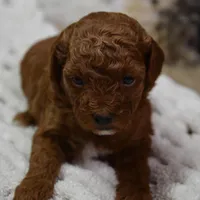 Duchess, a female Poodle - Toy  for sale in Ladysmith, WI – Photo 1 of 7