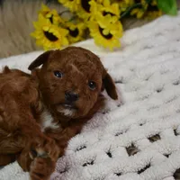 Duchess, a female Poodle - Toy  for sale in Ladysmith, WI – Photo 7 of 7
