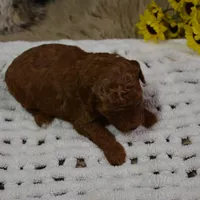 Duchess, a female Poodle - Toy  for sale in Ladysmith, WI – Photo 6 of 7