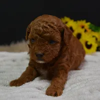 Duchess, a female Poodle - Toy  for sale in Ladysmith, WI – Photo 4 of 7