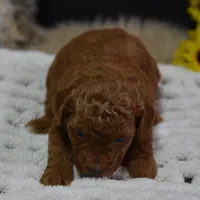 Duchess, a female Poodle - Toy  for sale in Ladysmith, WI – Photo 3 of 7