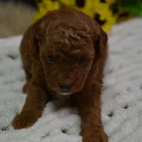 Duchess, a female Poodle - Toy  for sale in Ladysmith, WI – Photo 5 of 7