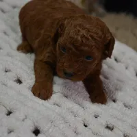 Duchess, a female Poodle - Toy  for sale in Ladysmith, WI – Photo 2 of 7