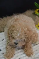 Hugo, a male Maltipoo for sale in Ladysmith, WI – 7 of 10