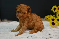 Felix , a male Poodle - Toy  for sale in Ladysmith, WI – 4 of 8