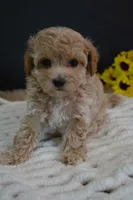 Hershey, a male Maltipoo for sale in Ladysmith, WI – 2 of 8