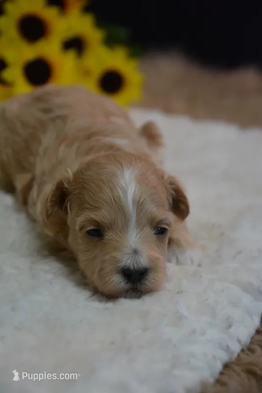 Dixie, a female Maltipoo for sale in Ladysmith, WI – 1 of 9